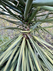 Yucca capensis