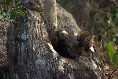 Funisciurus anerythrus