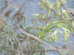 Helleborus foetidus