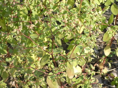 Euphorbia peplus