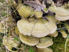 Trametes betulina