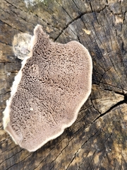 Trametes betulina