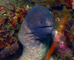 Gymnothorax thyrsoideus