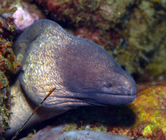 Gymnothorax thyrsoideus