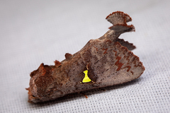 Notoplusia flavodiscata