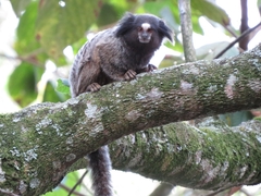 Callithrix penicillata