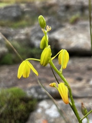 Albuca shawii
