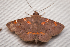 Eulepidotinae