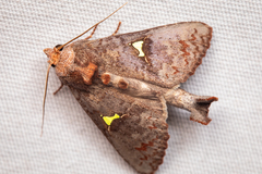 Notoplusia flavodiscata