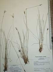 Eriophorum brachyantherum