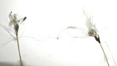 Eriophorum brachyantherum