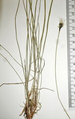 Eriophorum brachyantherum