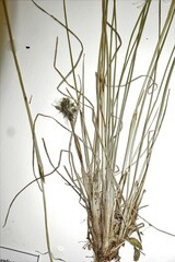 Eriophorum brachyantherum