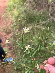 Dianella sandwicensis