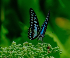 Graphium evemon