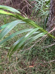 Dianella sandwicensis