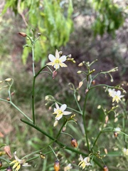 Dianella sandwicensis