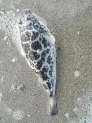 Sphoeroides testudineus