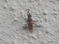 Coelopidae