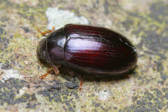 Platydema violacea