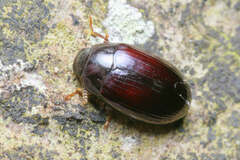 Platydema violacea