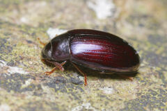 Platydema violacea