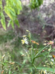 Dianella sandwicensis