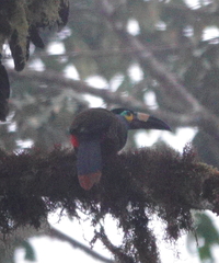 Andigena laminirostris