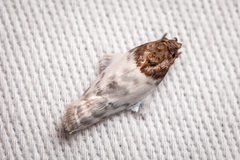 Antaeotricha