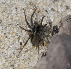 Pardosa agricola