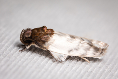 Antaeotricha