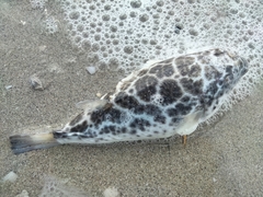 Sphoeroides testudineus