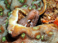 Gymnothorax zonipectis