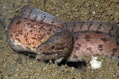 Gymnothorax zonipectis