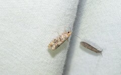 Eucopina tocullionana