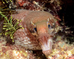 Gymnothorax zonipectis