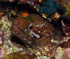 Gymnothorax zonipectis