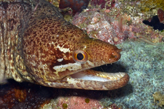 Gymnothorax zonipectis