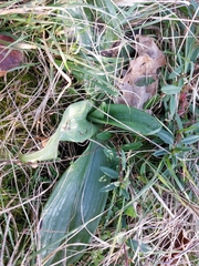 Himantoglossum hircinum