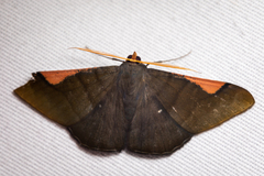 Sphacelodes vulneraria