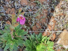 Craterostigma wilmsii