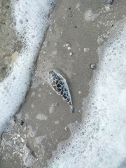 Sphoeroides testudineus