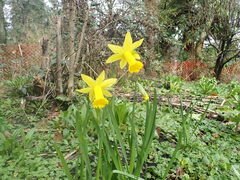 Narcissus pseudonarcissus