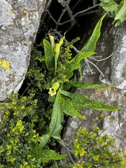Zantedeschia albomaculata