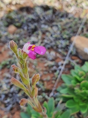 Craterostigma wilmsii