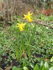 Narcissus pseudonarcissus