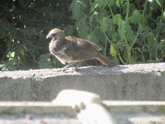 Ortalis araucuan