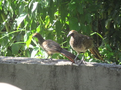 Ortalis araucuan