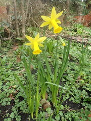 Narcissus pseudonarcissus