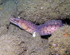 Gymnothorax zonipectis